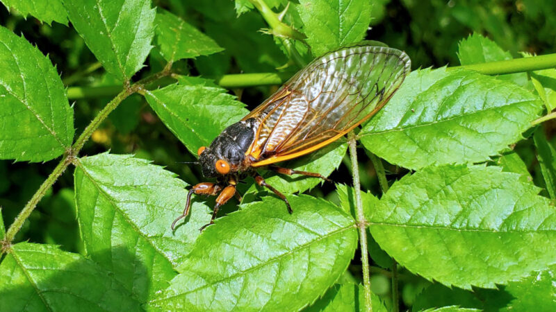 Single-Cicada-1-800x450.jpg